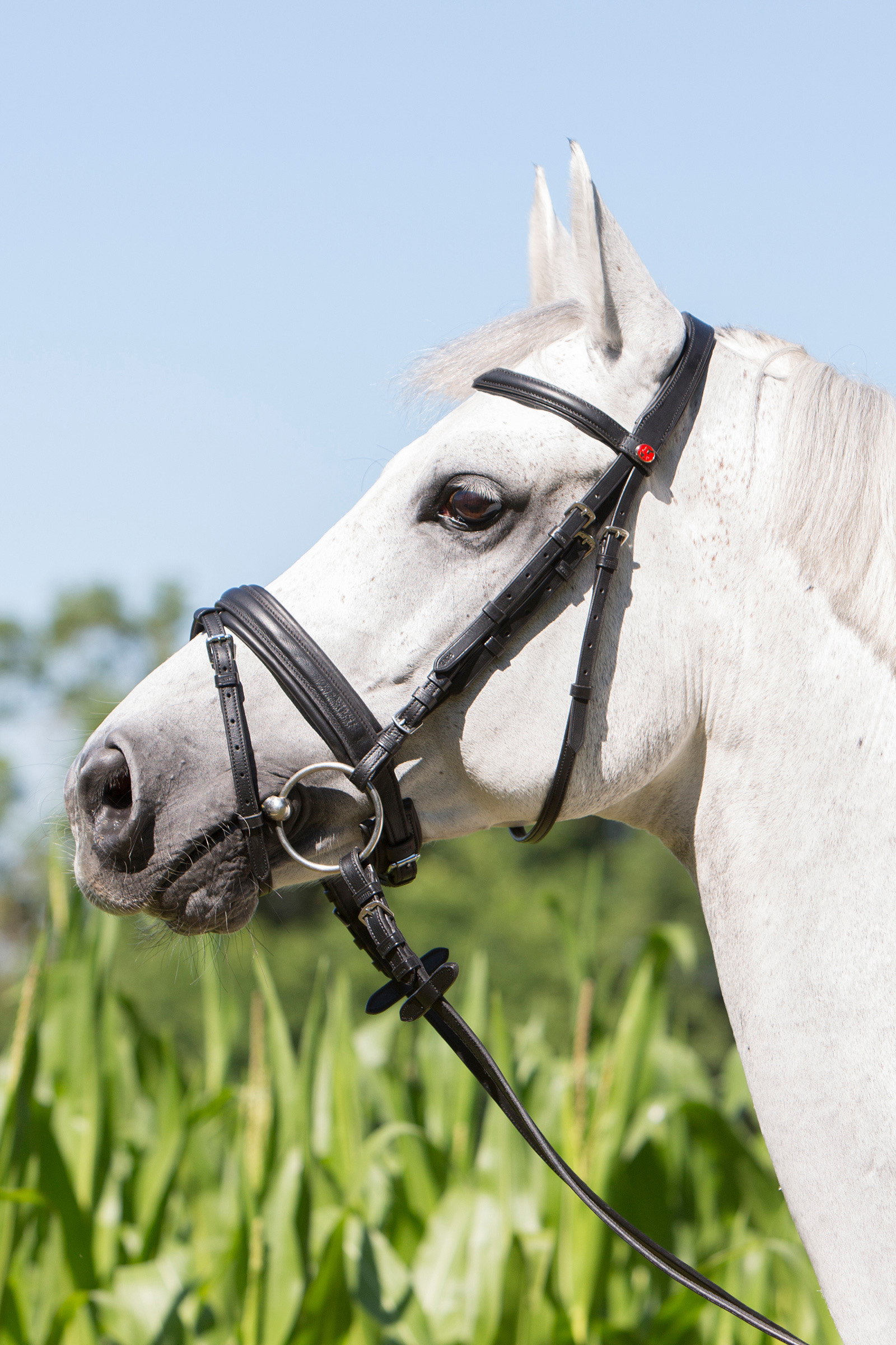 Kieffer Ultrasoft® Economy Bridle
