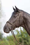 Kieffer Ultrasoft&reg; Bridle
