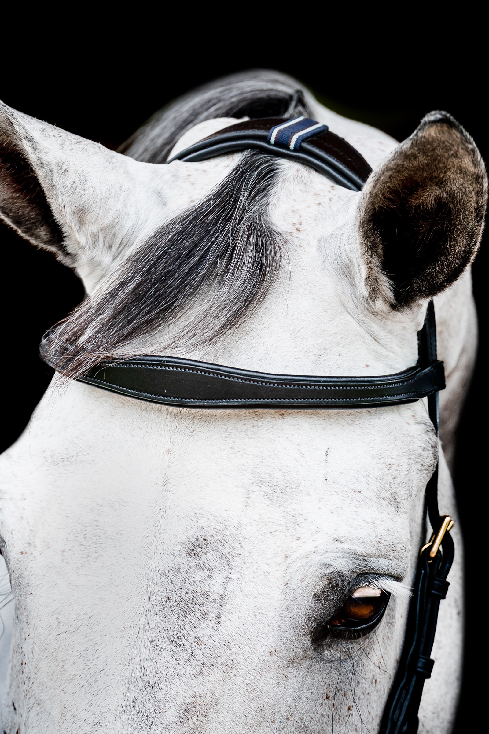 Horseware Micklem 2 Multi Tr&auml;ns