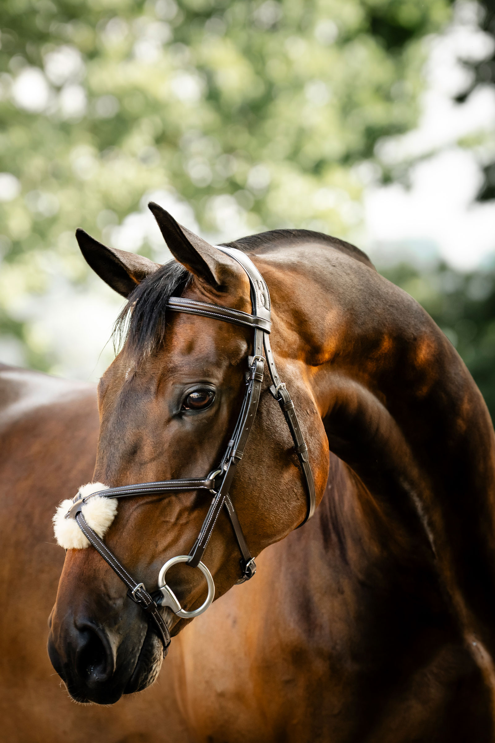 Horseware tr&auml;ns med &aring;ttanosgrimma