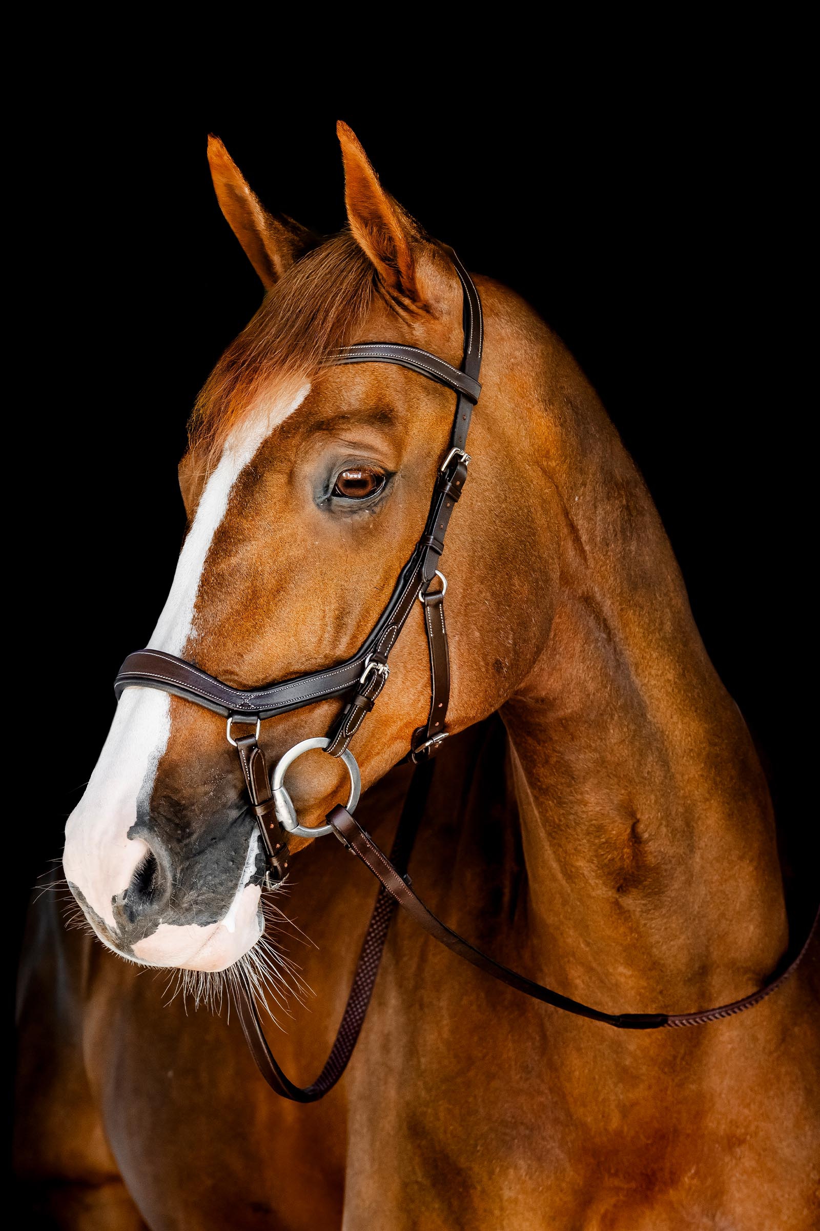 Dark Havana Horseware Rambo Micklem t&auml;vlingstr&auml;ns