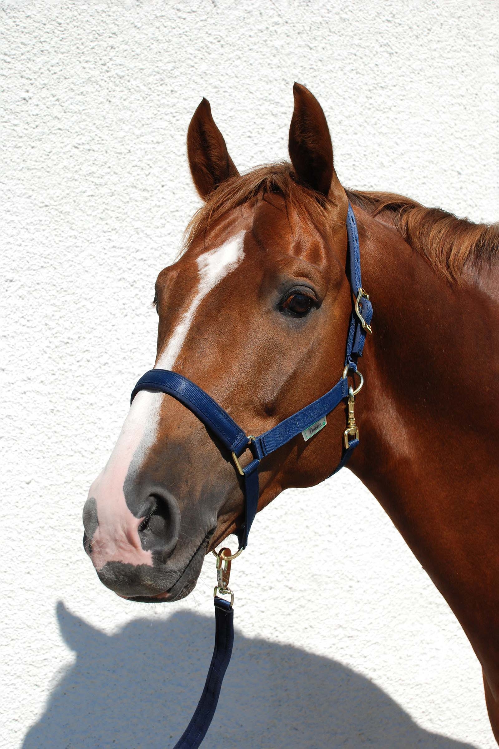 Dark Blue/Dark Blue Bucas Dublin Luxury vadderade grimma