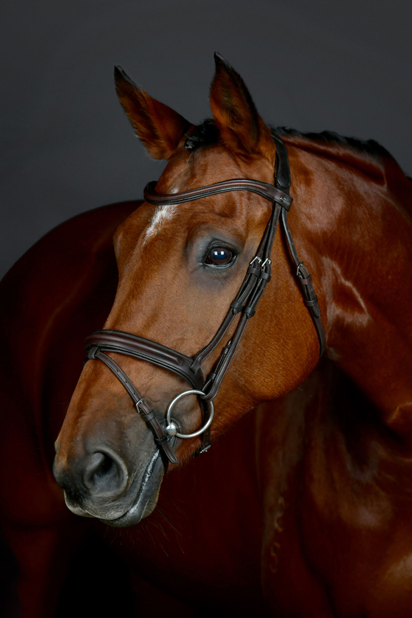 Collegiate Comfitec Opulux enkel vadderad tr&auml;ns med kombinerad hannoveransk nosgrimma