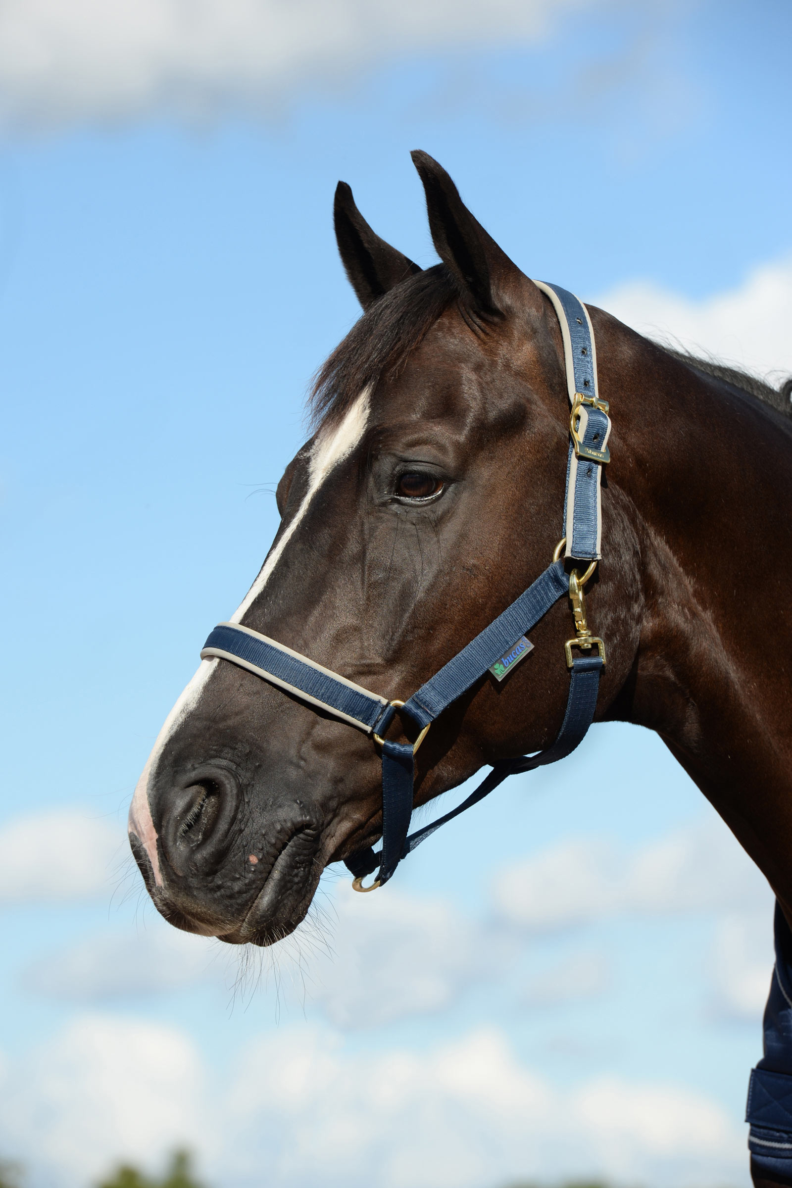 Dark Blue/Silver Bucas Dublin Luxury vadderade grimma