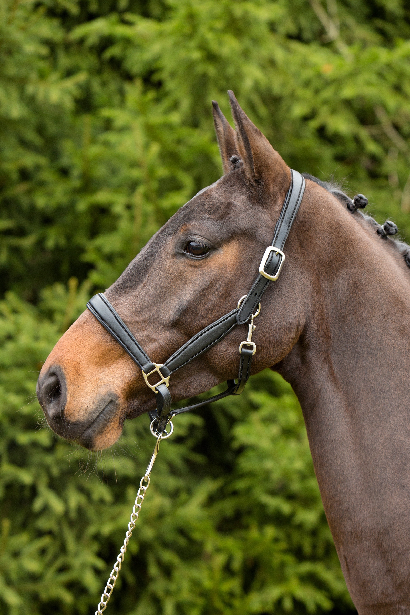 Kieffer Ultrasoft&reg; Leather Headcollar