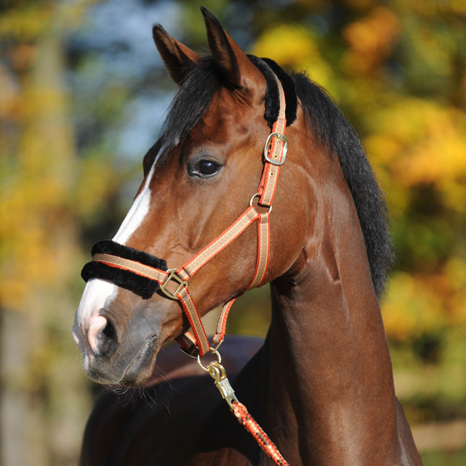 Kavalkade Gretchen Grimma