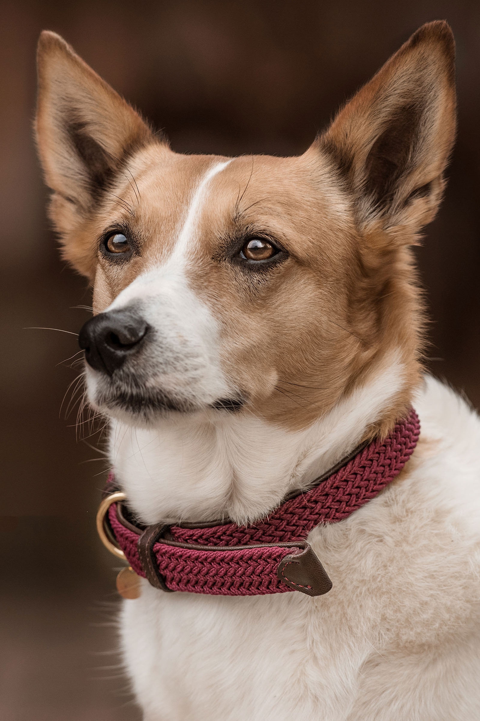 Dark Red Kentucky flätat hundhalsband i nylon