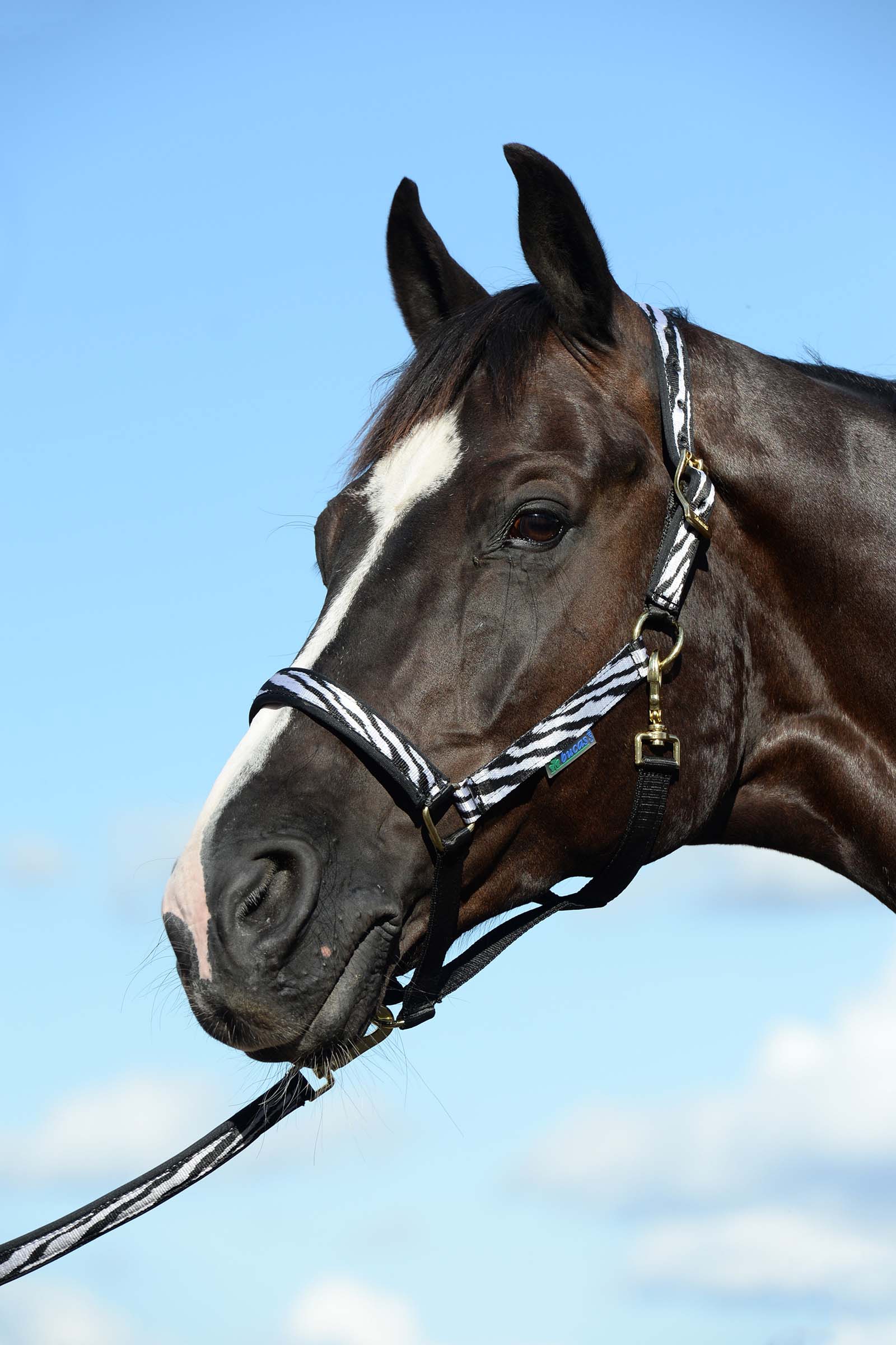 Black/White Bucas Dublin Luxury vadderade grimma