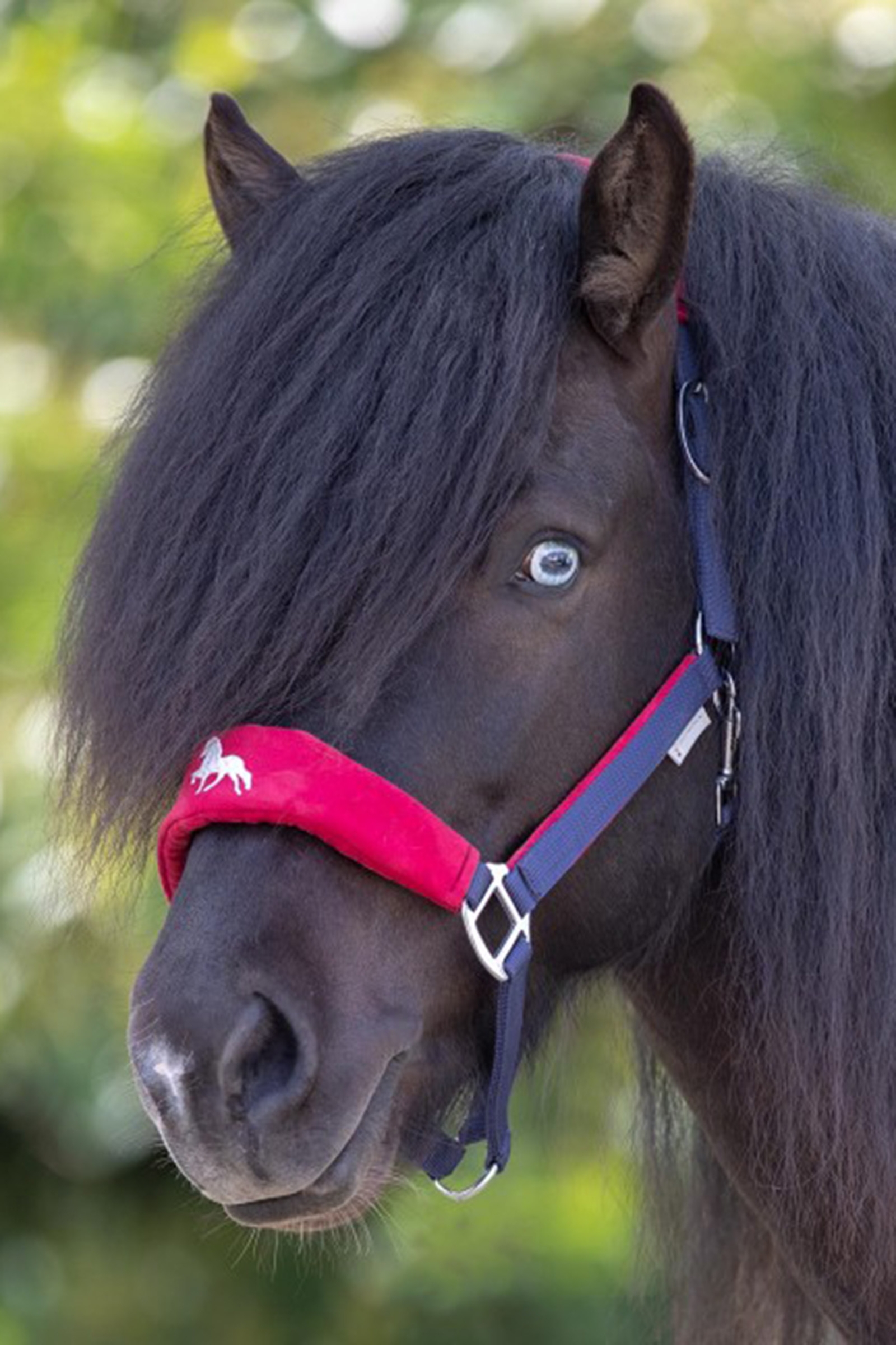 Waldhausen Hellnar Icelandic Halter