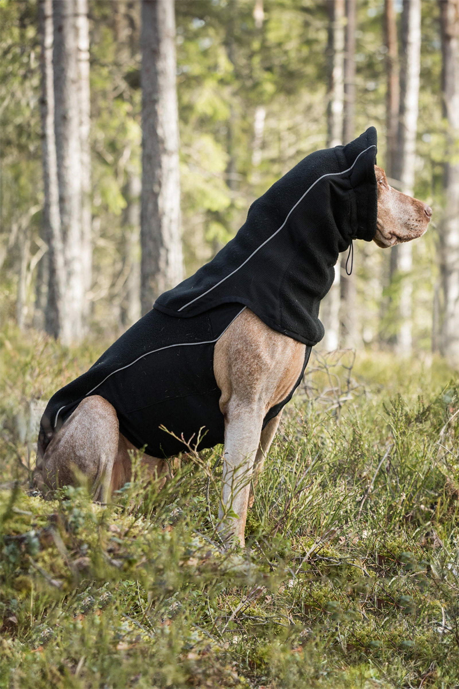 Back on Track Benji halsv&auml;rmare f&ouml;r hund