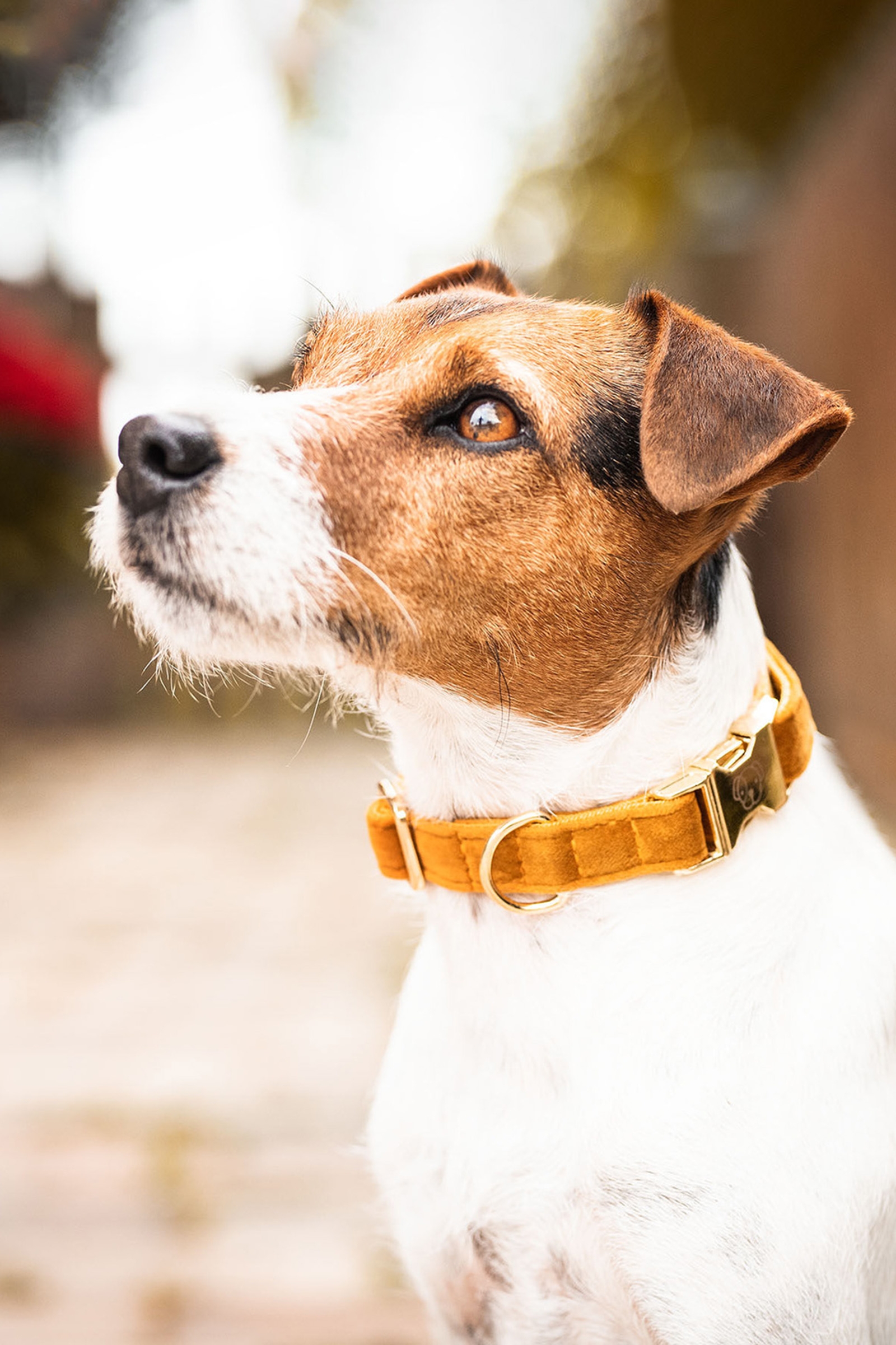 Maize Yellow Kentucky Dogwear Dog Velvet hundhalsband