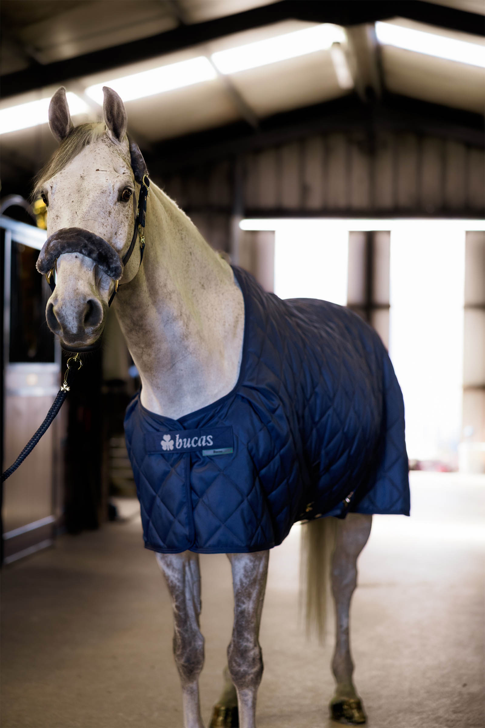 Bucas mysig stabil matta