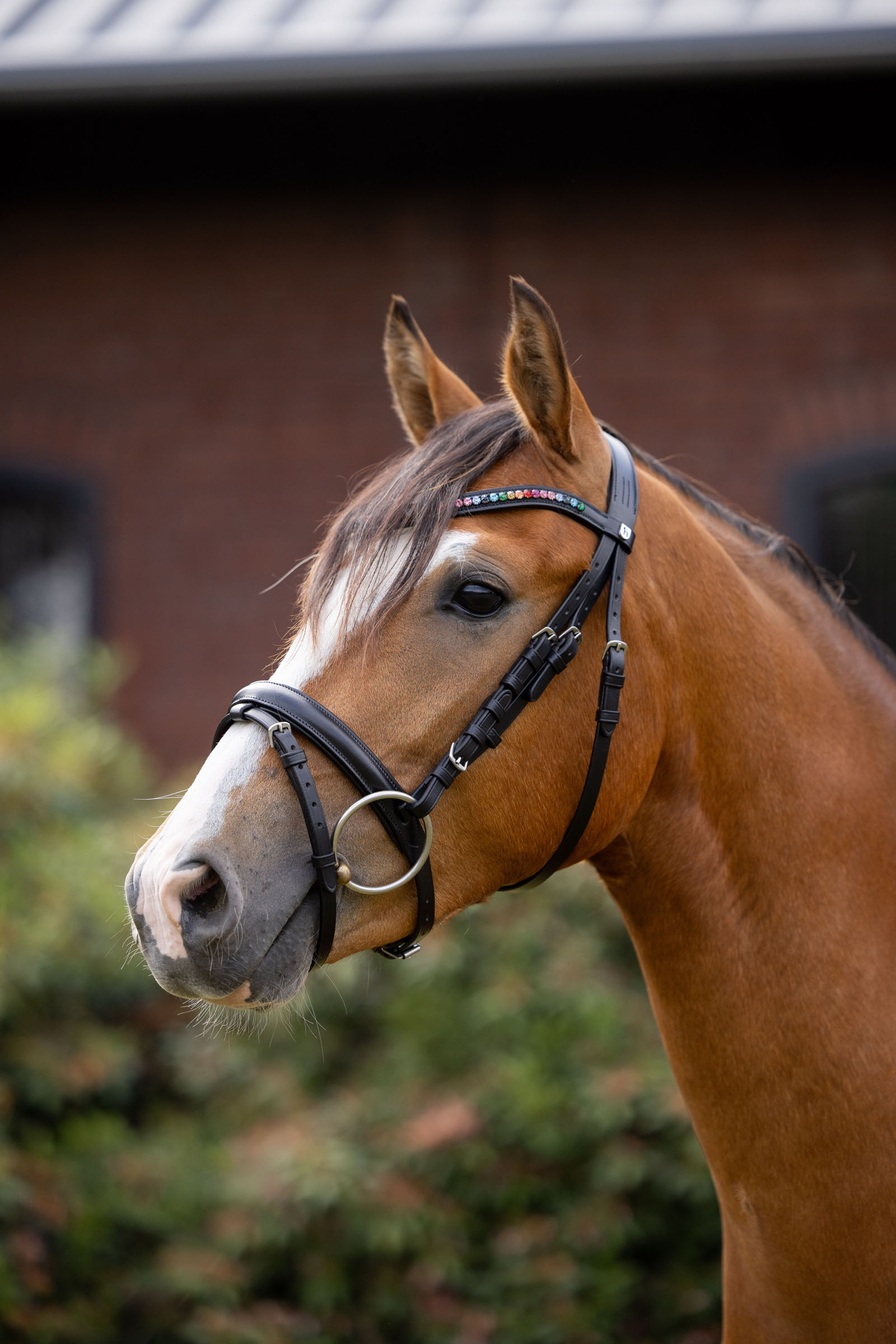 Horze Rainbow Dash ponnyträns