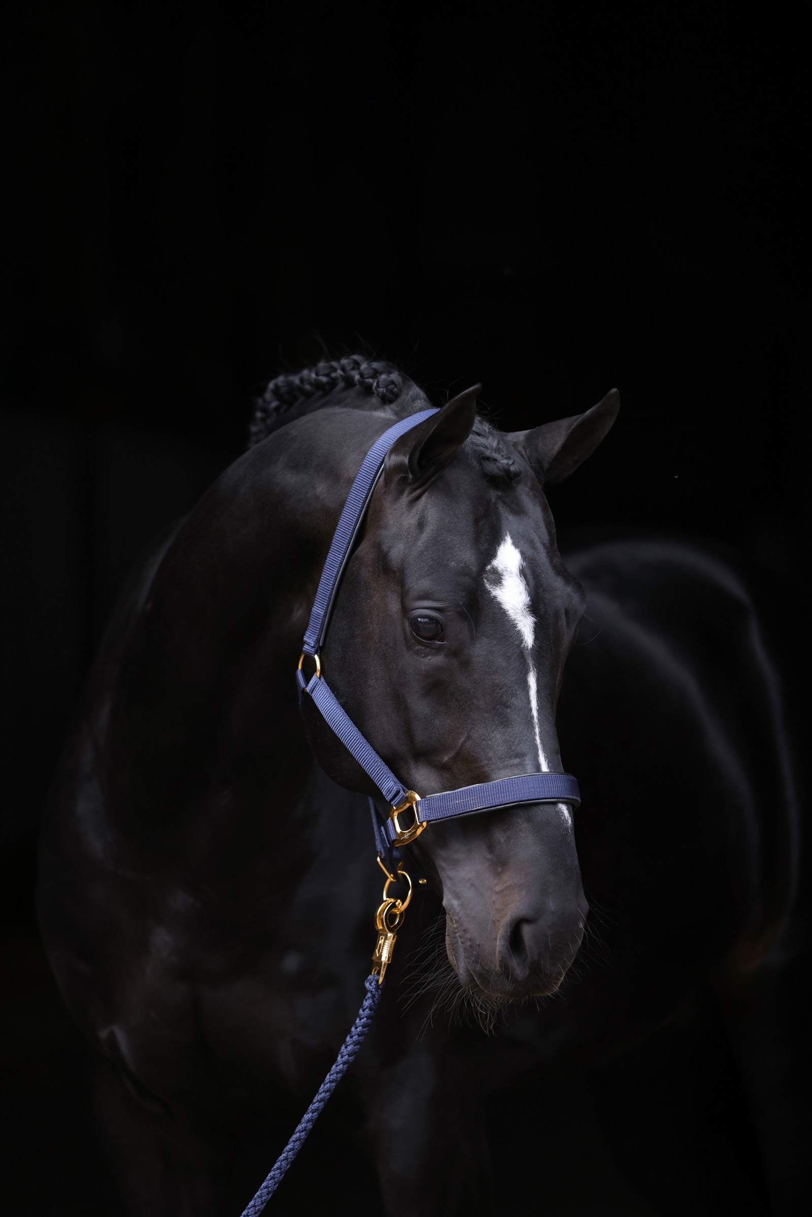 DB/AB Covalliero TopLine Grimma