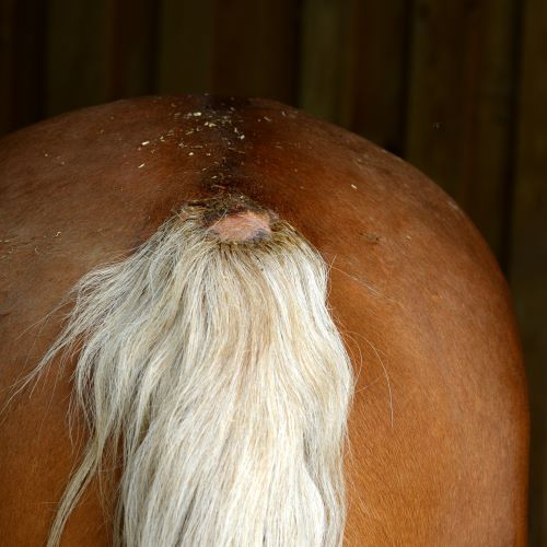 Skavsår sommareksem