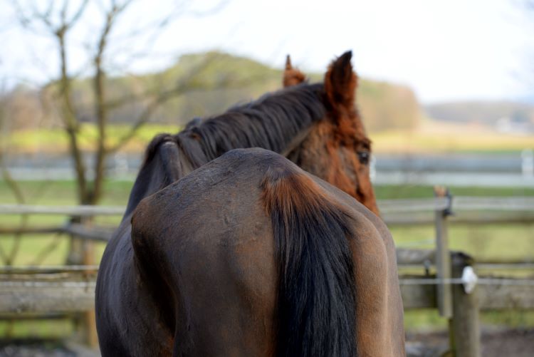 PPDI biverkning muskelatrofi