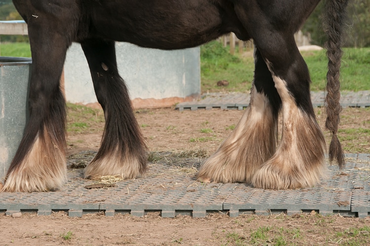 Mugg häst Mugg häst