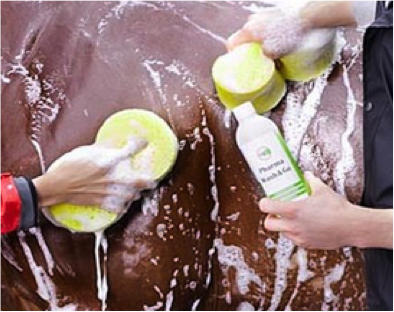 Tvätta häst Tvätta häst